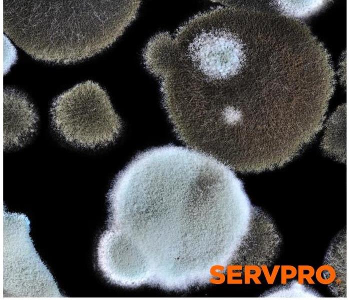Black, grey, and white mold spots with SERVPRO logo     